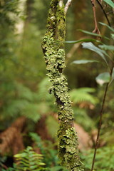 Pseudocyphellaria glabra