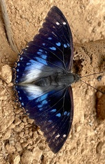 Charaxes xiphares ludovici