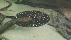 Potamotrygon leopoldi