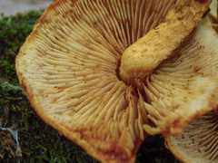 Pleuroflammula tuberculosa