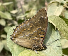 Charaxes xiphares ludovici