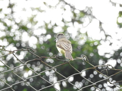 Myiarchus panamensis
