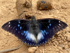 Charaxes xiphares ludovici