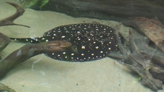 Potamotrygon leopoldi