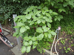 Calycanthus chinensis