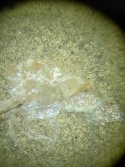 Chrysaora chesapeakei