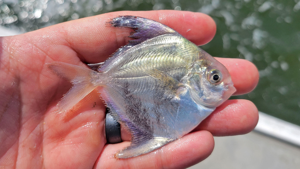 American Harvestfish