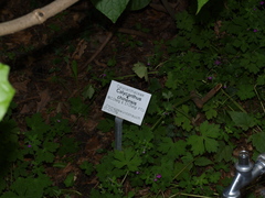 Calycanthus chinensis