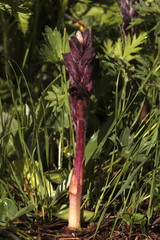 Orobanche gamosepala
