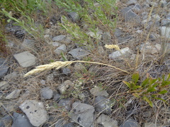 Festuca kingii