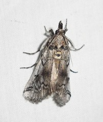 Melitara prodenialis