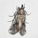 Eastern Cactus-boring Moth - Photo (c) Andrew Block, some rights reserved (CC BY-NC), uploaded by Andrew Block
