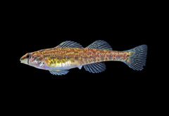 Etheostoma inscriptum