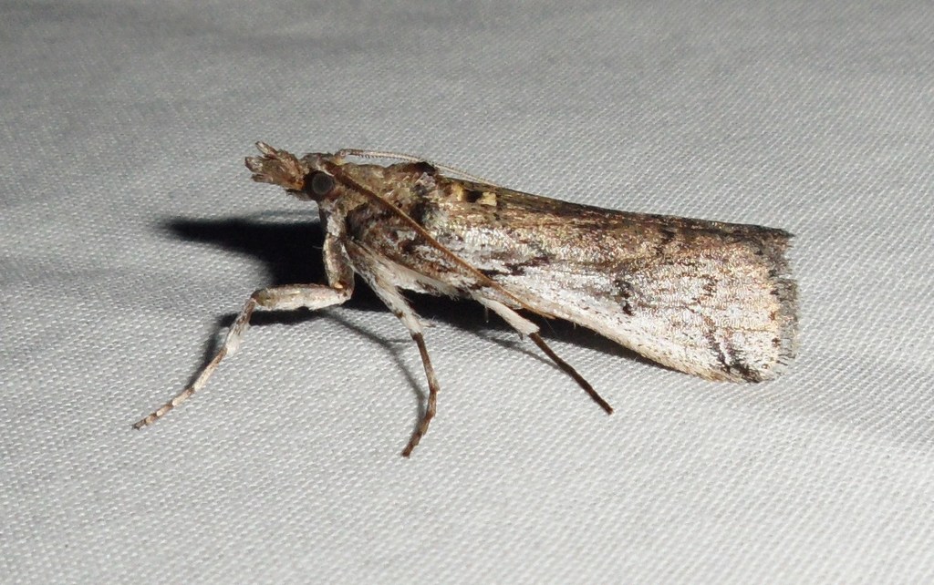 Pricklypear Borers