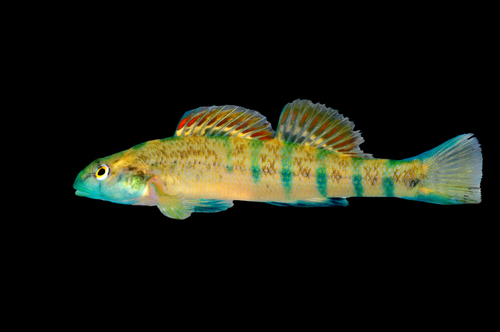 Cherokee Darter