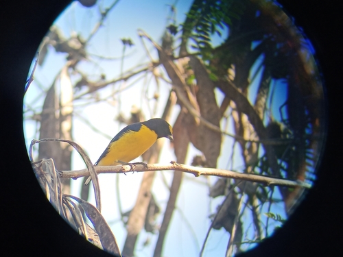 West Mexican Euphonia (Euphonia godmani), photo 3