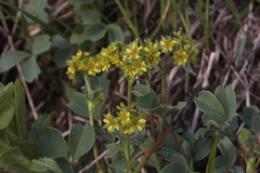 Sibbaldia parviflora