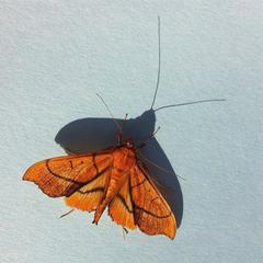 Anarmodia