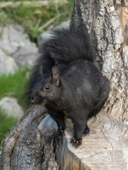 Sciurus carolinensis