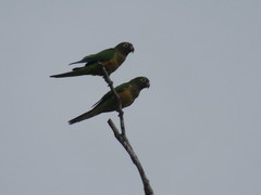 Eupsittula cactorum