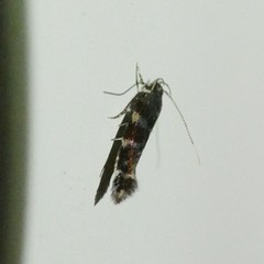 Stagmatophora argyrostrepta