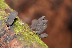 Xylaria castorea