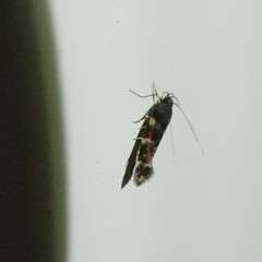 Stagmatophora argyrostrepta