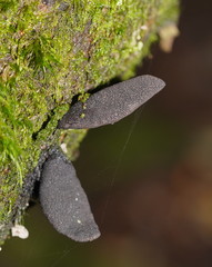 Xylaria castorea