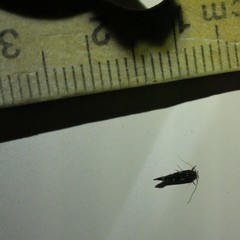 Stagmatophora argyrostrepta