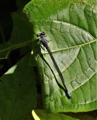 Argia talamanca
