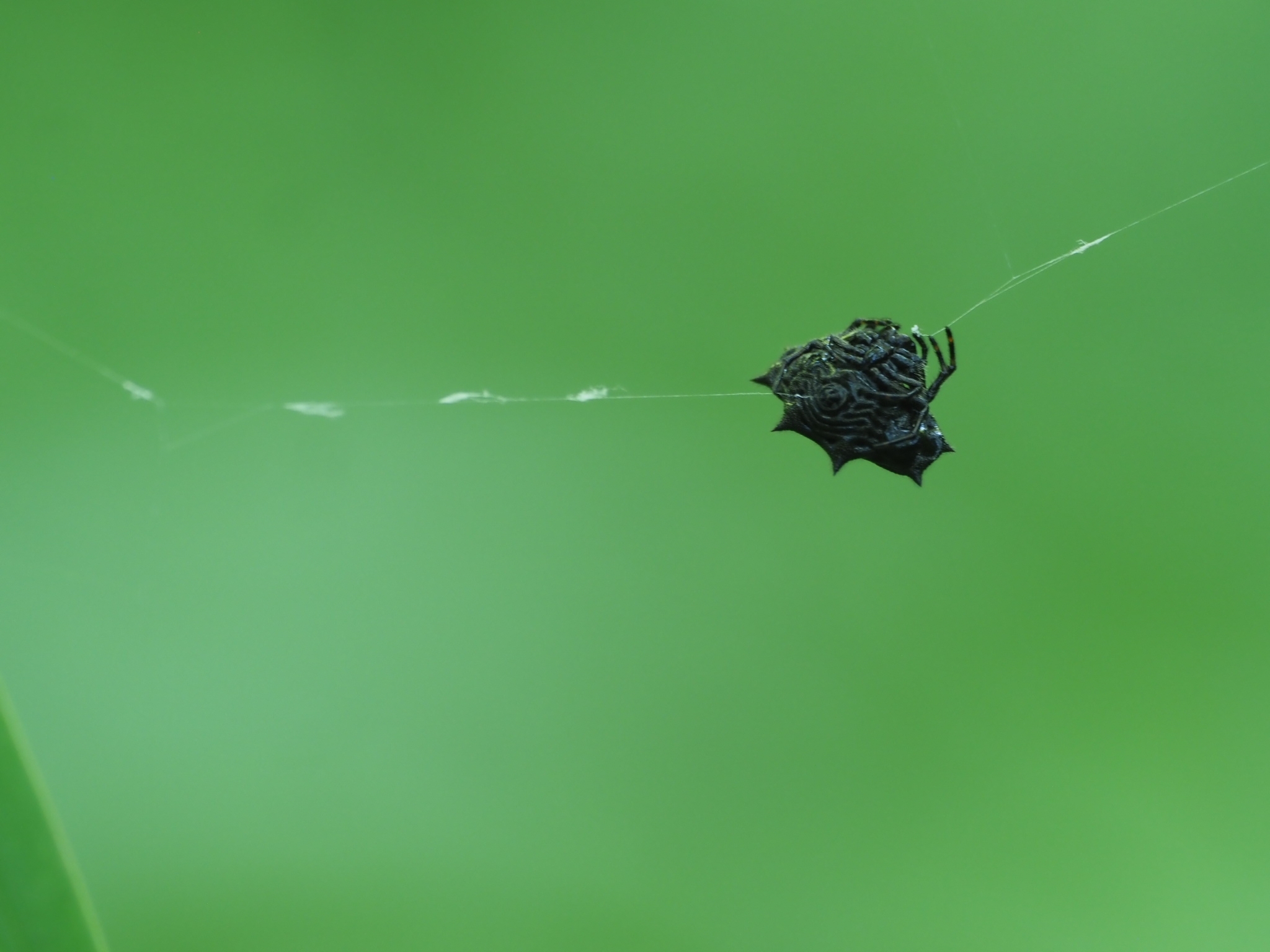 Gasteracantha cancriformis image