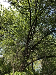 Crataegus mollis