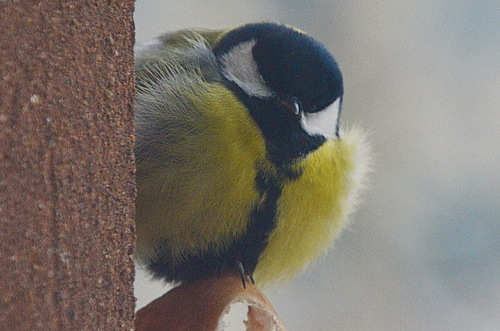 Mésange charbonnière