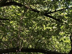 Crataegus mollis