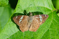 Celaenorrhinus eligius