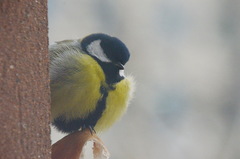 Parus major