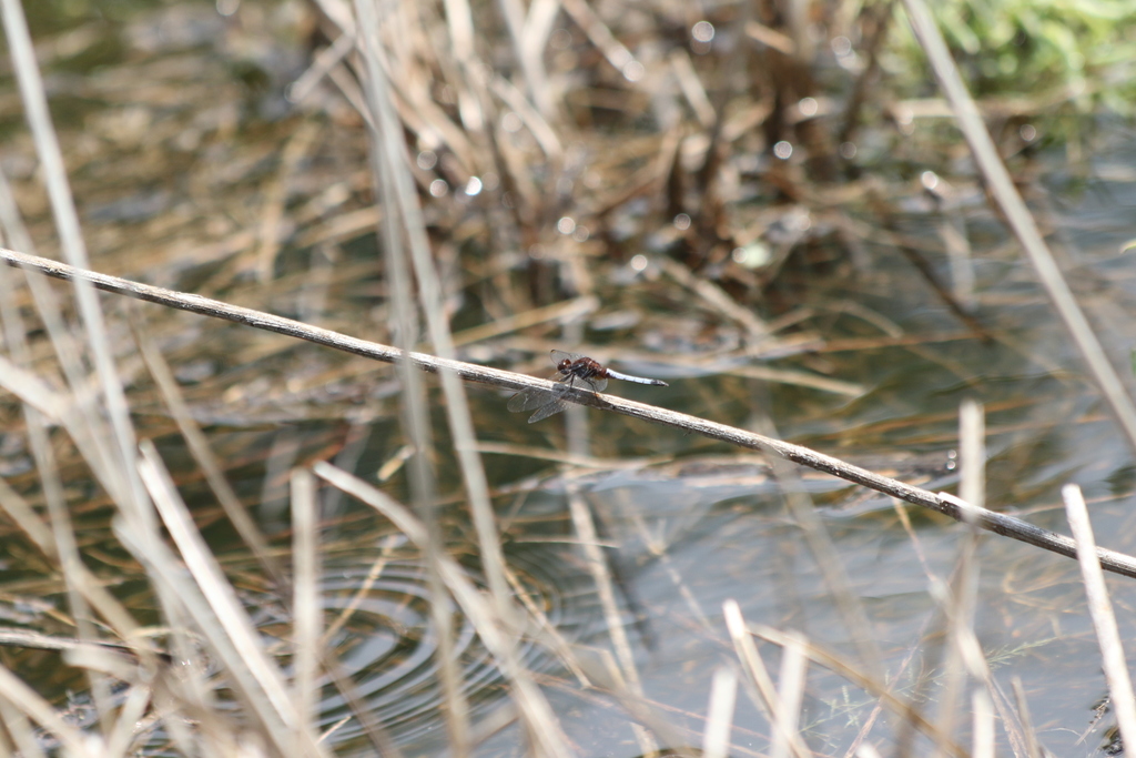 Red-faced Dragonlet