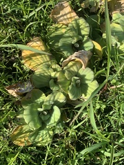 Pistia stratiotes image
