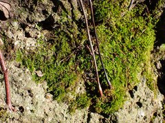 Plasteurhynchium striatulum