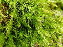 Plasteurhynchium striatulum