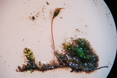 Rhynchostegium murale