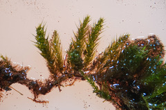 Plasteurhynchium striatulum