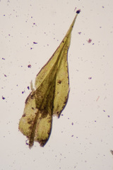 Plasteurhynchium striatulum