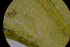 Plasteurhynchium striatulum