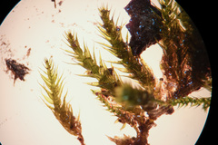 Plasteurhynchium striatulum