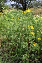 Tanacetum vulgare