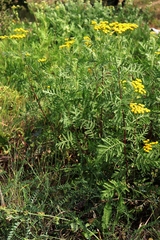 Tanacetum vulgare