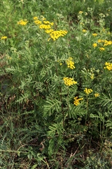 Tanacetum vulgare