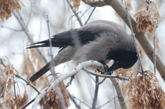 Corvus cornix
