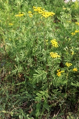 Tanacetum vulgare